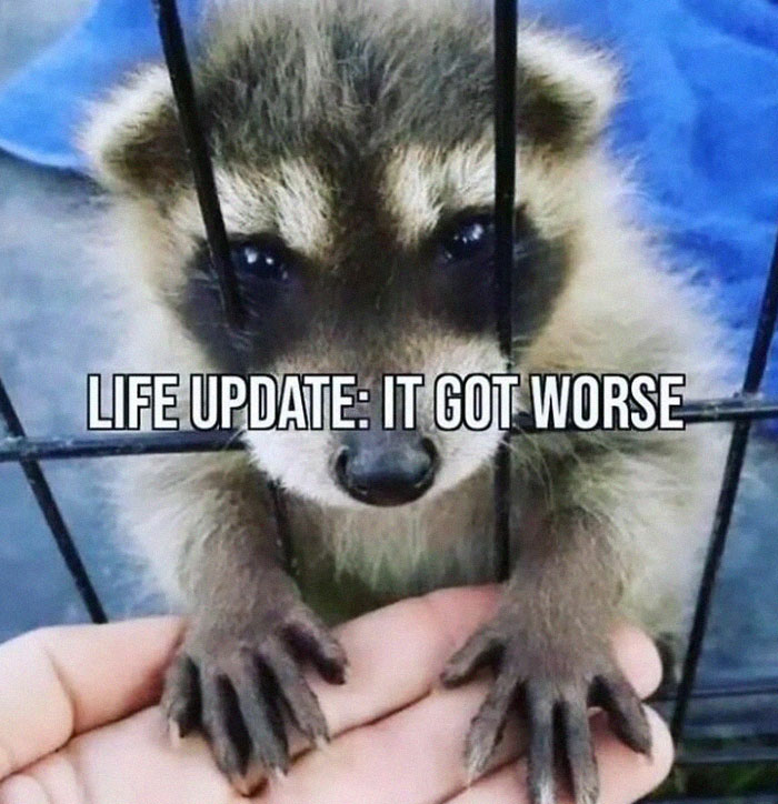 Adorable-Raccoon-Memes