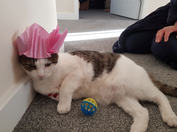 Adoration Of The Moggi - Christmas Day