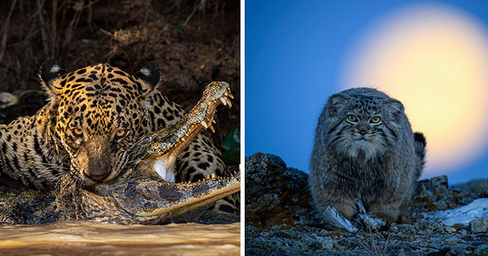 Here Are 15 Breathtaking Entries From The 2024 Wildlife Photographer Of The Year Awards