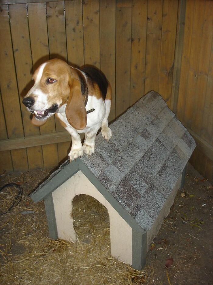 Basset hound standing on the roof of a doghouse, showcasing a funny moment of white lies backfiring.