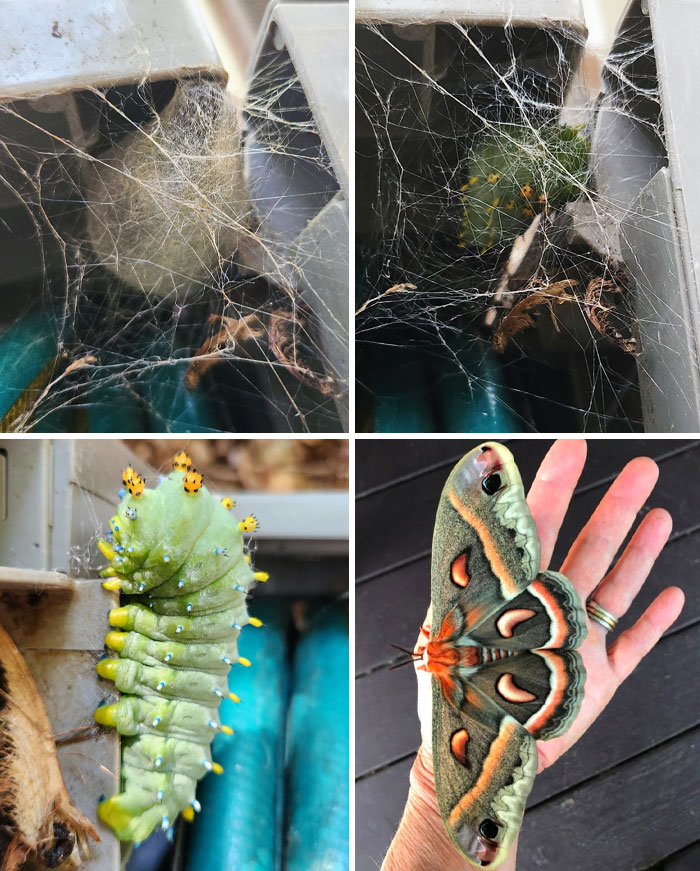 The Largest Caterpillar I've Ever Seen Has Decided To Call My Front Yard Home For The Next 10 Months. It's A Cecropia Moth, Which Is The Largest Native Moth In North America
