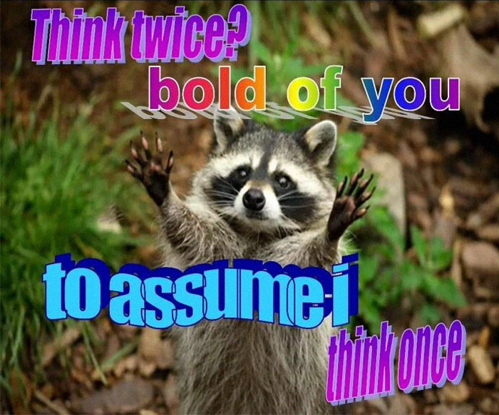 Adorable-Raccoon-Memes