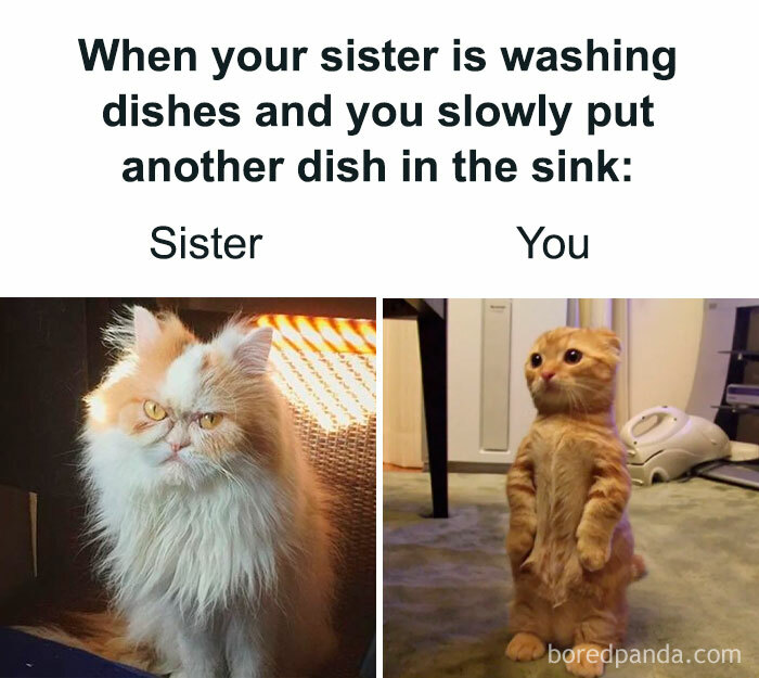 Funny meme comparing a grumpy cat labeled "Sister" to a curious cat labeled "You."