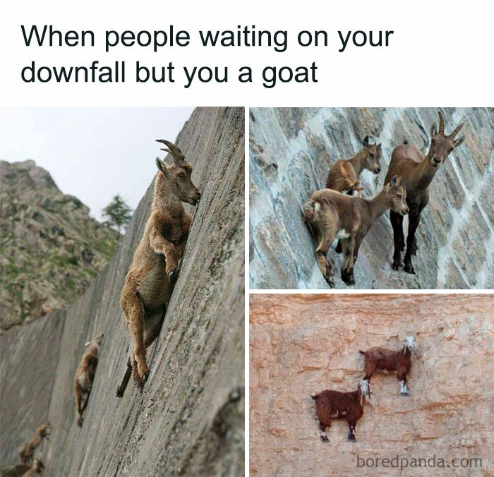 Goats climbing steep walls humorously depicted, embodying defiance and resilience in funny memes context.