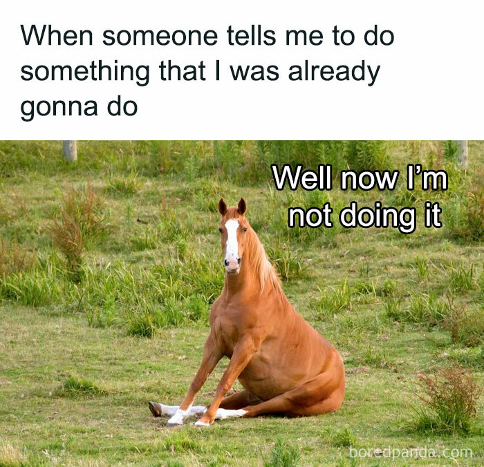 Horse sitting on grass with funny meme text for a good laugh.