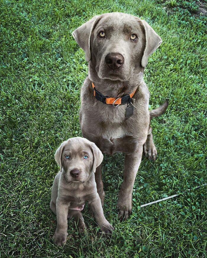 Adult dog and puppy sitting together on grass, showcasing adorable animals meeting their puppy selves in photo edits.