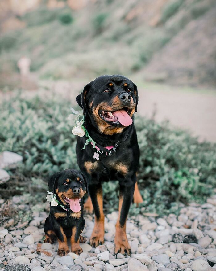 Two Rottweilers meeting their puppy selves in an adorable photo edit showcasing animals and puppy double edits.