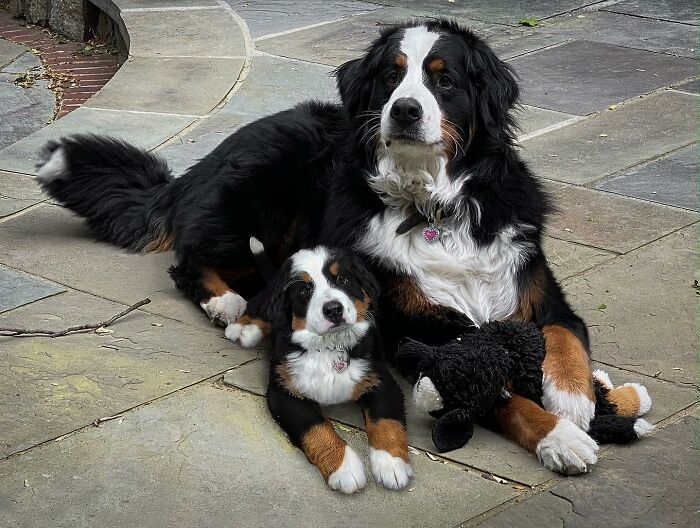 Adult Bernese mountain dog lying next to its puppy self on a stone patio in an adorable animal photo edit.