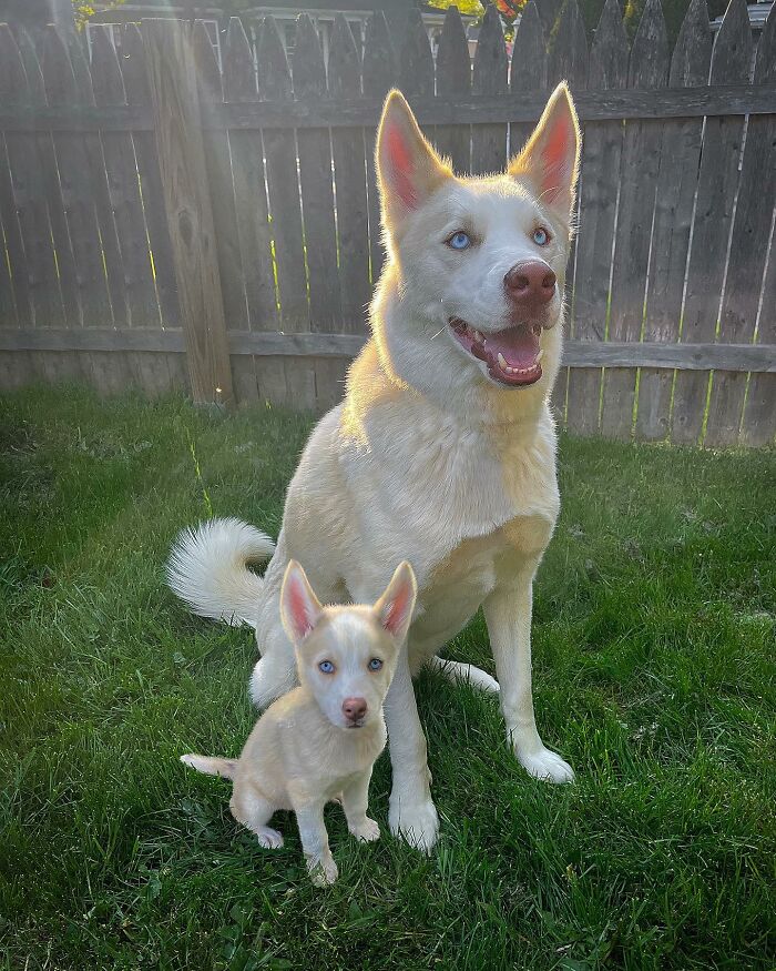 Husky dog and puppy with blue eyes sitting on grass in backyard, showing adorable double edits of animals and their puppies.