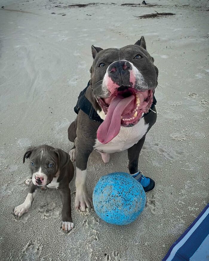 Adult dog and puppy sitting together on sand near a blue ball in adorable photo edits showing animals meeting puppy selves.