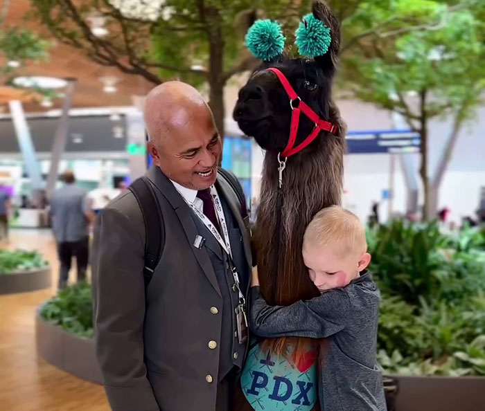 People Online Are Suddenly In Love With Portland Airport After Discovering They Have Therapy Llamas