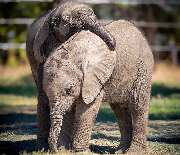 People Online Are Overtaken By The Cuteness Of These 2 Newborn Elephants At Fresno Zoo
