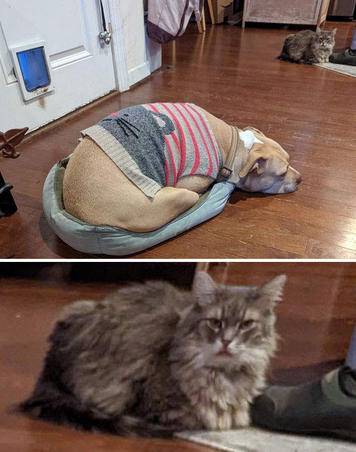 On Today's Episode Of My Dog Being A Cat. In Her Cat Sweater On The Cat Bed, While Being Glared At By The Small Dog