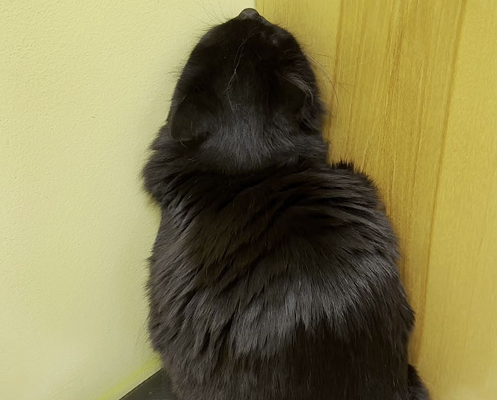 Vet Gets Bitten By A Cat During Appointment, Receives A Wholesomely Funny Apology Card From Her