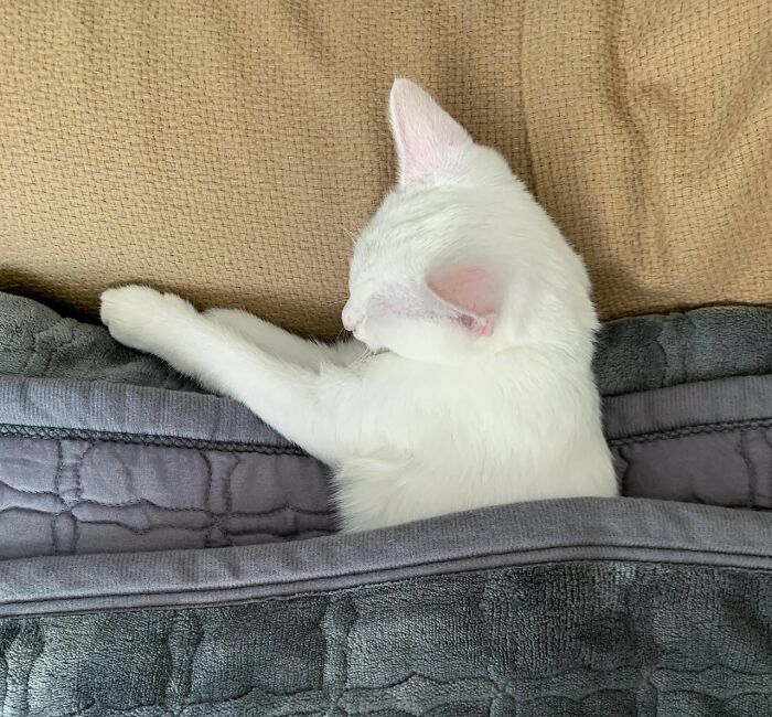 30 Internet Users Share Whether They Let Their Pets Sleep In Their Beds And Why