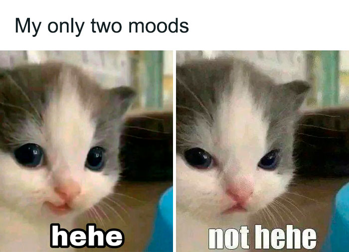 Cute kitten meme showing two moods: happy "hehe" and displeased "not hehe" for a good laugh today.