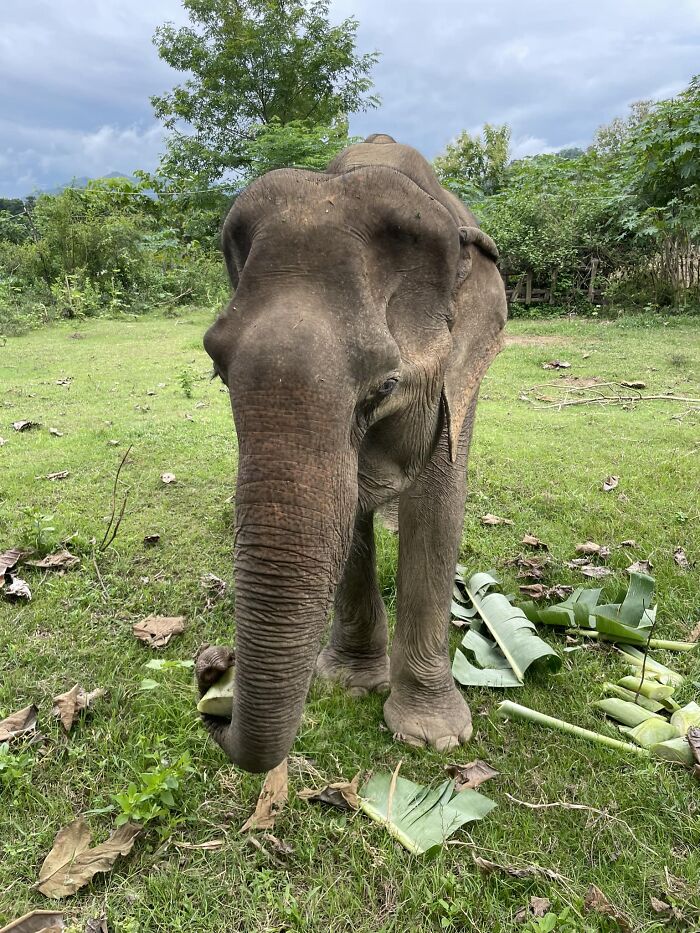 An Elephant Walking Without Chains For The 1st Time In 41 Years Is Melting Hearts Online An Elephant Walking Without Chains For The 1st Time In 41 Years Is Melting Hearts Online