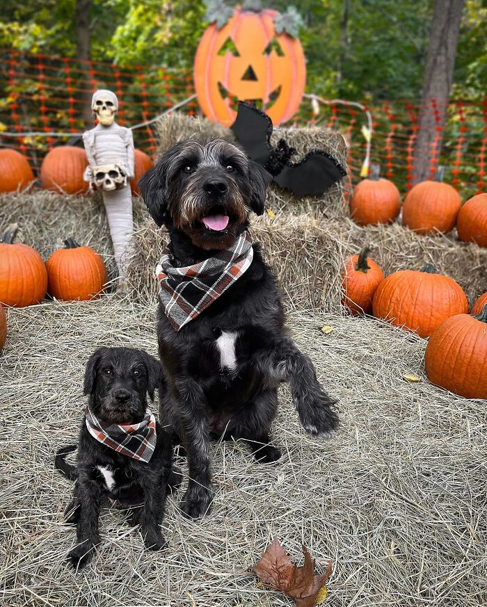 Two black dogs wearing matching plaid bandanas sit on hay surrounded by pumpkins in adorable puppy photo edits.