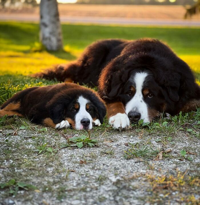 Adult Bernese Mountain Dog and puppy lying side by side outdoors, showcasing adorable animals meeting their puppy selves.
