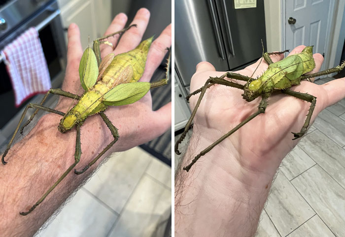 Malayan Jungle Nymph Has Got To Be One Of The Coolest Insects On The Planet