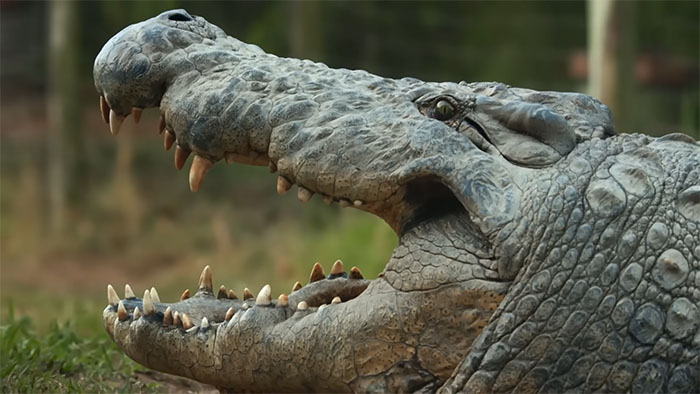 The Internet Is Stunned By This 5-Meter, 700-Kilo Crocodile Who’s Been Around Since 1900 The Internet Is Stunned By This 5-Meter, 700-Kilo Crocodile Who’s Been Around Since 1900