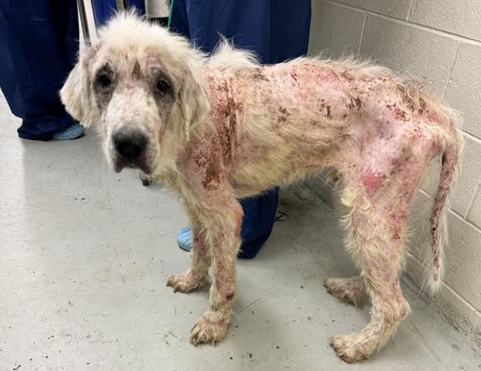 Terribly Neglected Dog Never Loses Hope, Gets Rescued, And Is Given The Life He Always Deserved