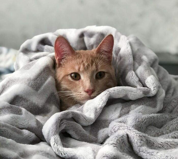 30 Internet Users Share Whether They Let Their Pets Sleep In Their Beds And Why