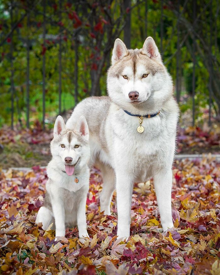 Two huskies, adult and puppy, standing closely on autumn leaves in an adorable seeing double edits photo.