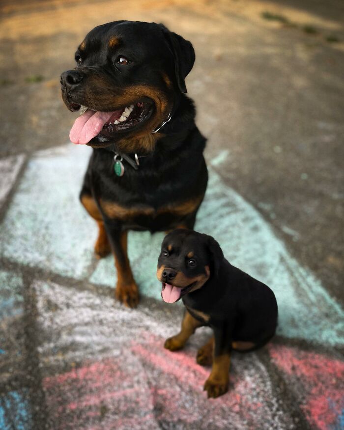 Adult and puppy Rottweilers sitting together on colorful chalk drawings in adorable photo edits featuring animals meeting their puppy selves.