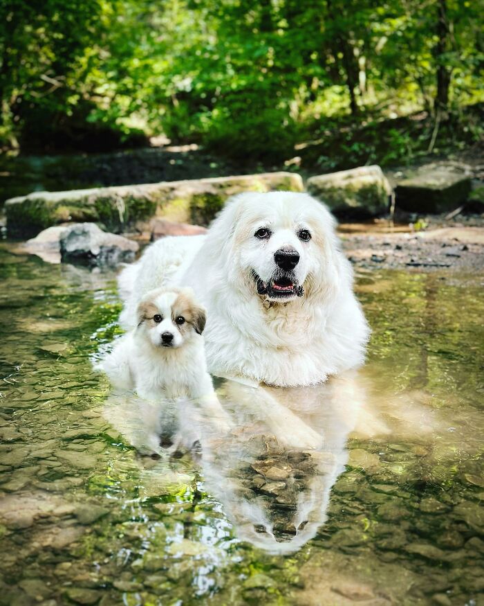Two fluffy dogs meet their puppy selves in an adorable photo edit showing animal reflections in a clear creek.