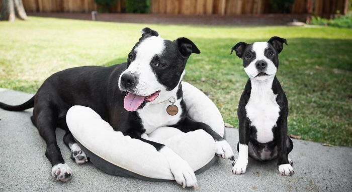 Black and white dog lying next to its puppy self in an adorable photo edit showing animals meeting their younger selves