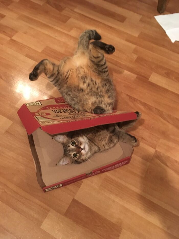 Pizzas-With-Threatening-Auras