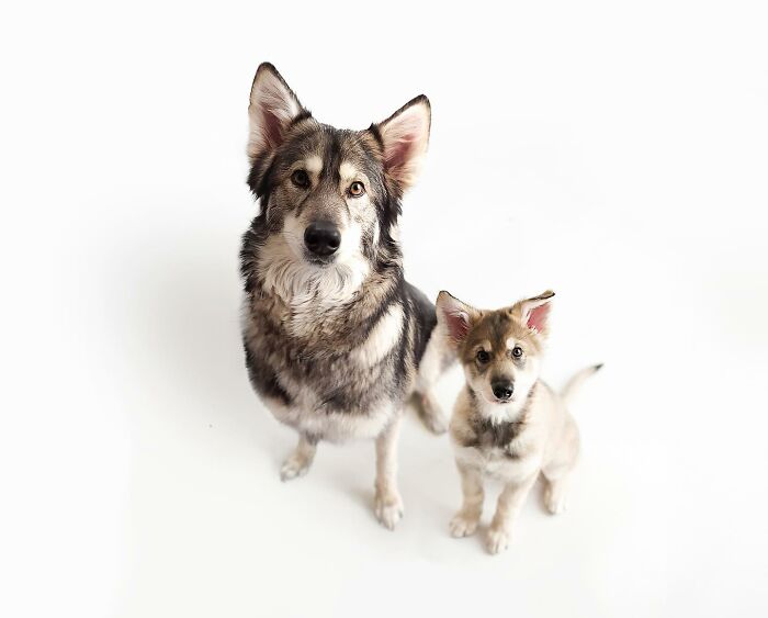Adult dog and its puppy edited together, showcasing adorable animals meeting their puppy selves in creative photo edits.