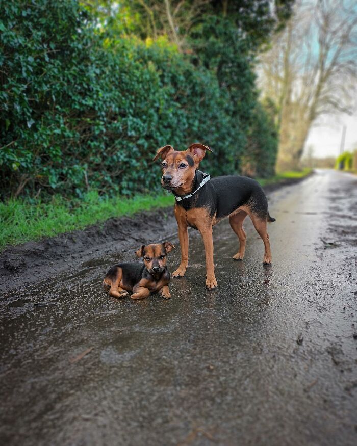 Adult dog standing next to its puppy self on a wet country road in an adorable photo edit of animals and puppies.
