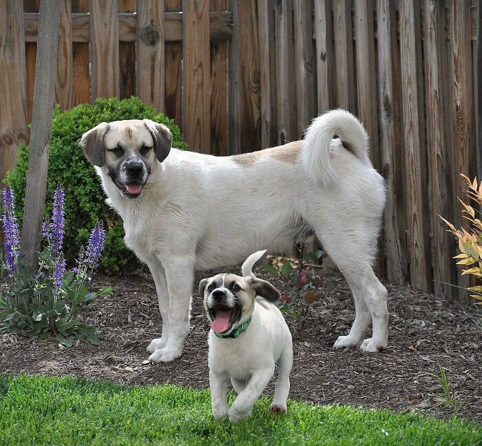 Adult dog and puppy together outside in a garden, showing adorable photo edits of animals meeting their puppy selves.