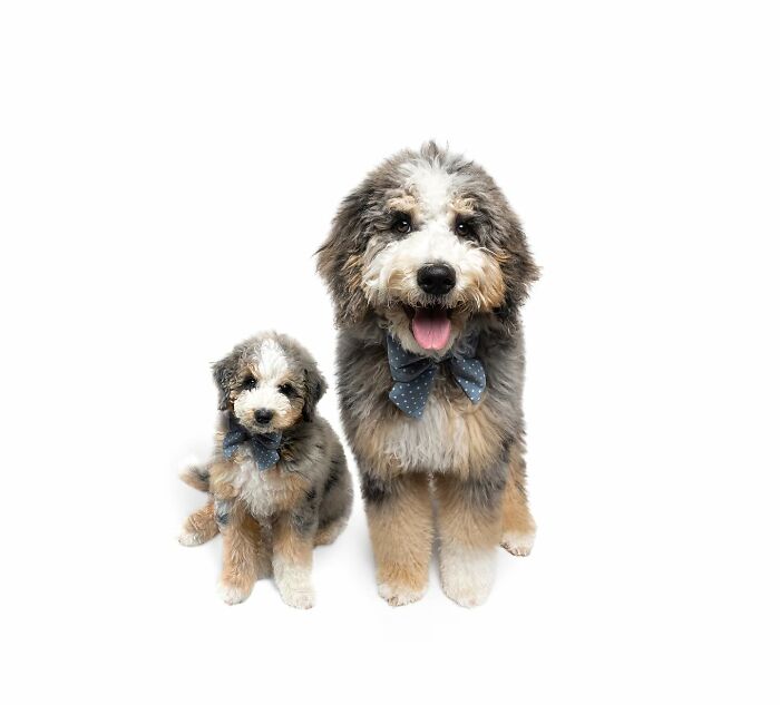 Fluffy dog and puppy wearing matching bow ties sitting side by side in adorable photo edits of animals meeting their puppy selves.