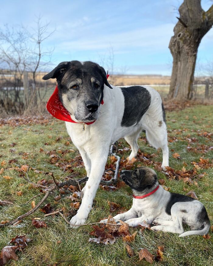 Adult dog and puppy with similar black and white markings wearing red collars in an outdoor setting for animal photo edits.