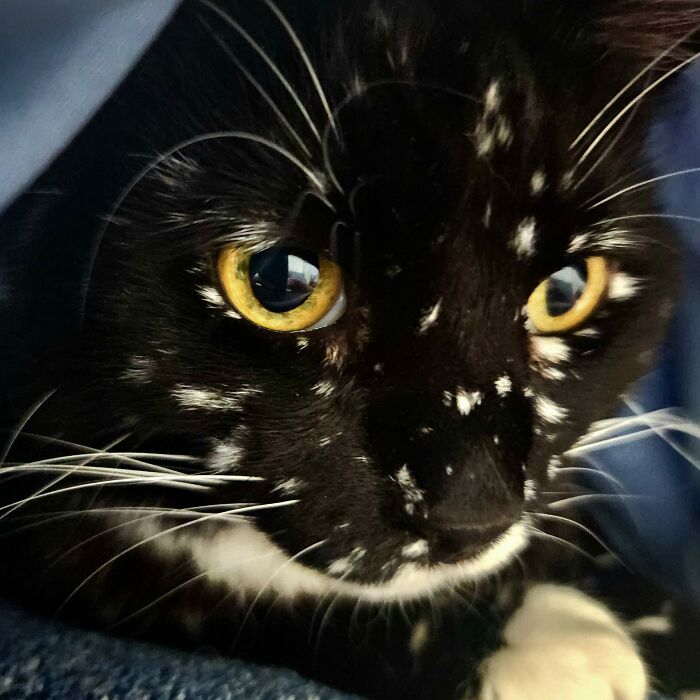 Magical Cat Has Condition That Makes His Fur Look Like A Galaxy Of Stars, People Are Obsessed Magical Cat Has Condition That Makes His Fur Look Like A Galaxy Of Stars, People Are Obsessed