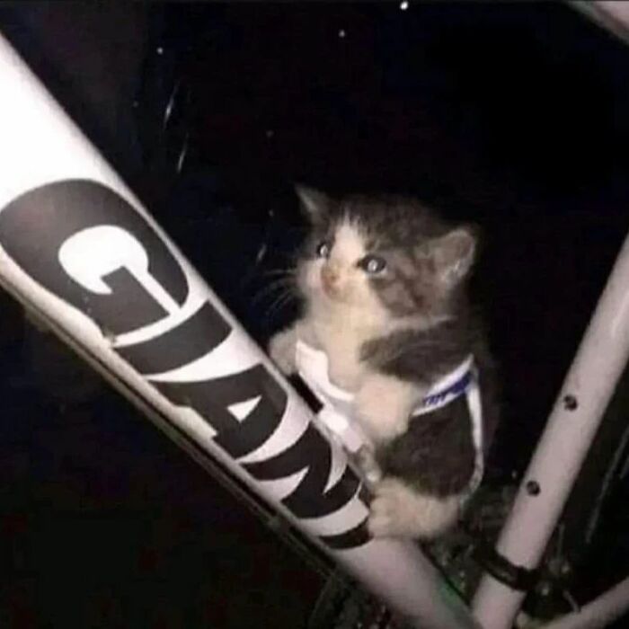 Catto-Factory-Instagram