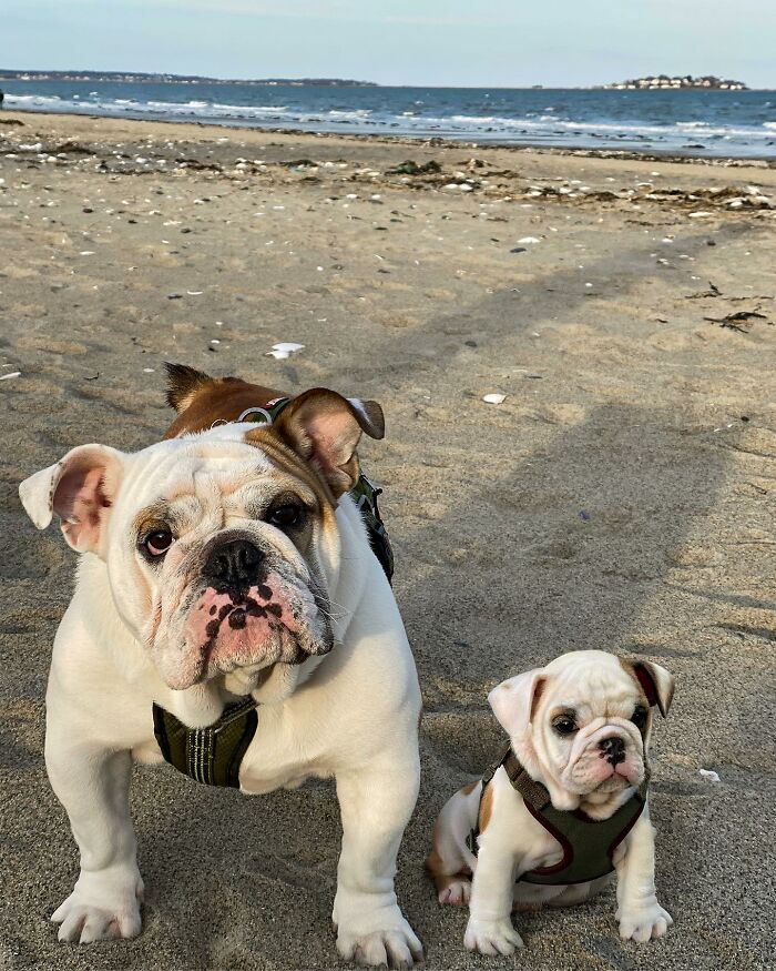 Bulldog and puppy on beach, showcasing adorable seeing double edits of animals meeting their puppy selves.