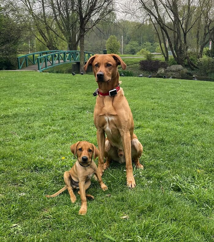 Adult dog and its puppy sitting together on green grass in a park, showcasing adorable animal photo edits.