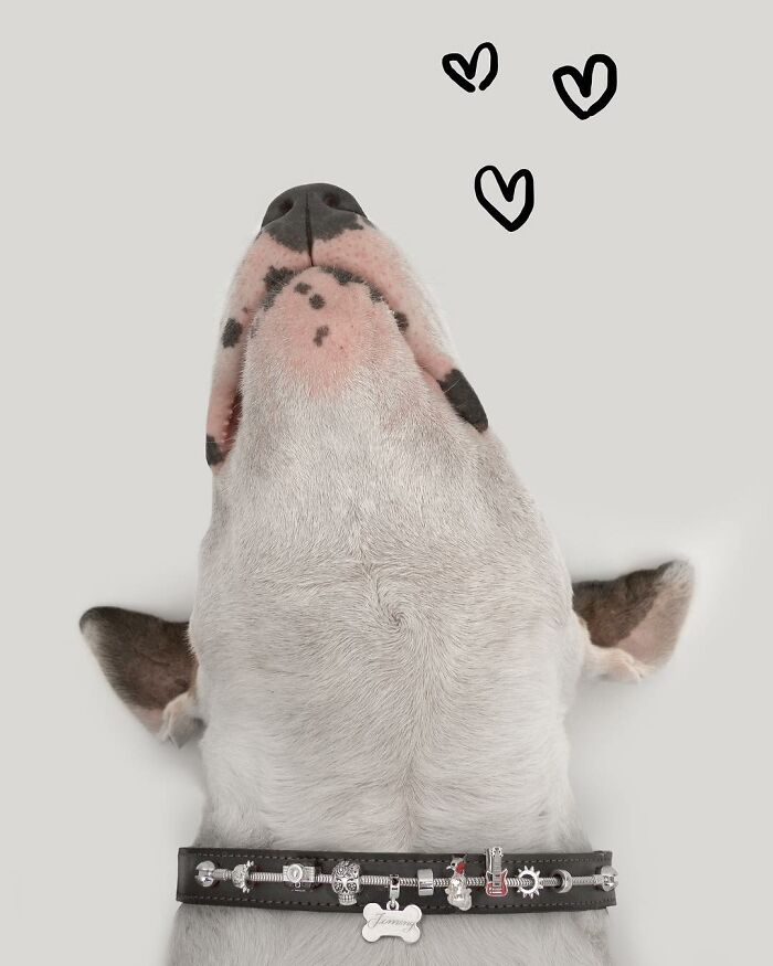 Guy Whose Wife Left Him With Nothing But A Dog Continues To Put Him In Fun Scenarios (47 New Pics)