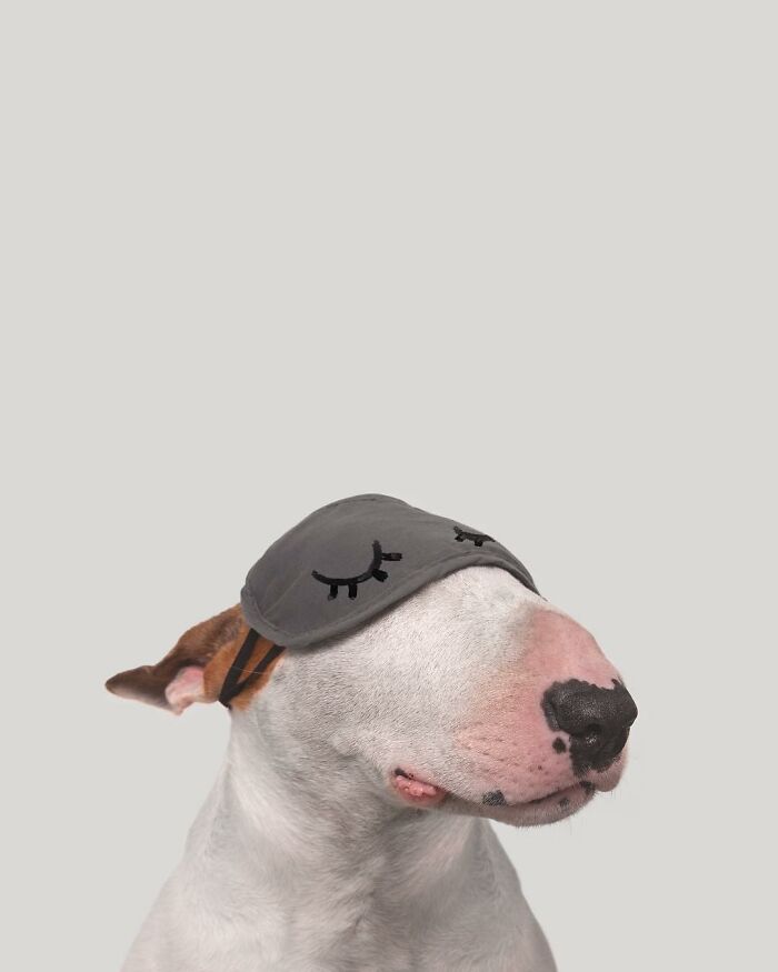 Guy Whose Wife Left Him With Nothing But A Dog Continues To Put Him In Fun Scenarios (47 New Pics)