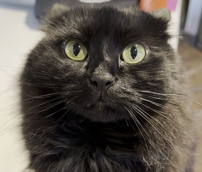 Vet Gets Bitten By A Cat During Appointment, Receives A Wholesomely Funny Apology Card From Her