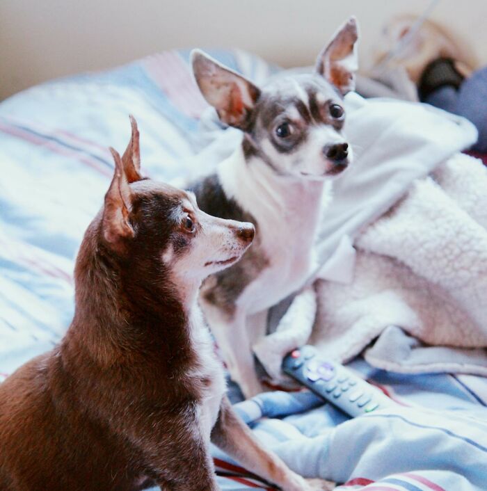 30 Internet Users Share Whether They Let Their Pets Sleep In Their Beds And Why