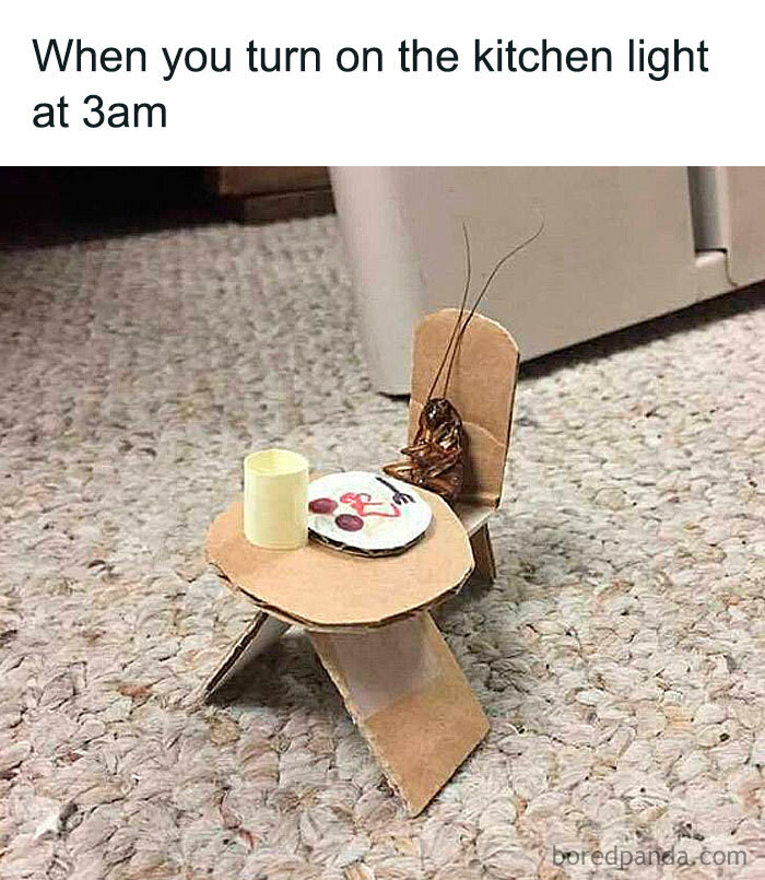 A funny meme showing a cockroach sitting at a tiny table with food, captioned "When you turn on the kitchen light at 3am."