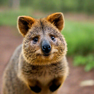 sikarinpustan avatar