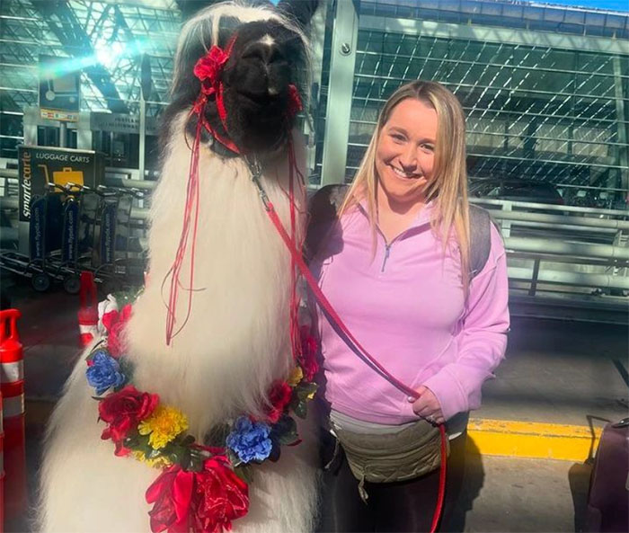 People Online Are Suddenly In Love With Portland Airport After Discovering They Have Therapy Llamas