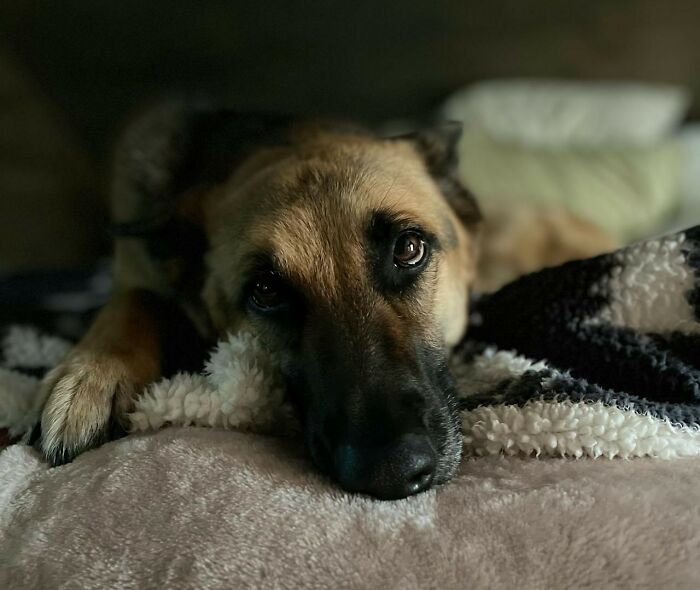 30 Internet Users Share Whether They Let Their Pets Sleep In Their Beds And Why