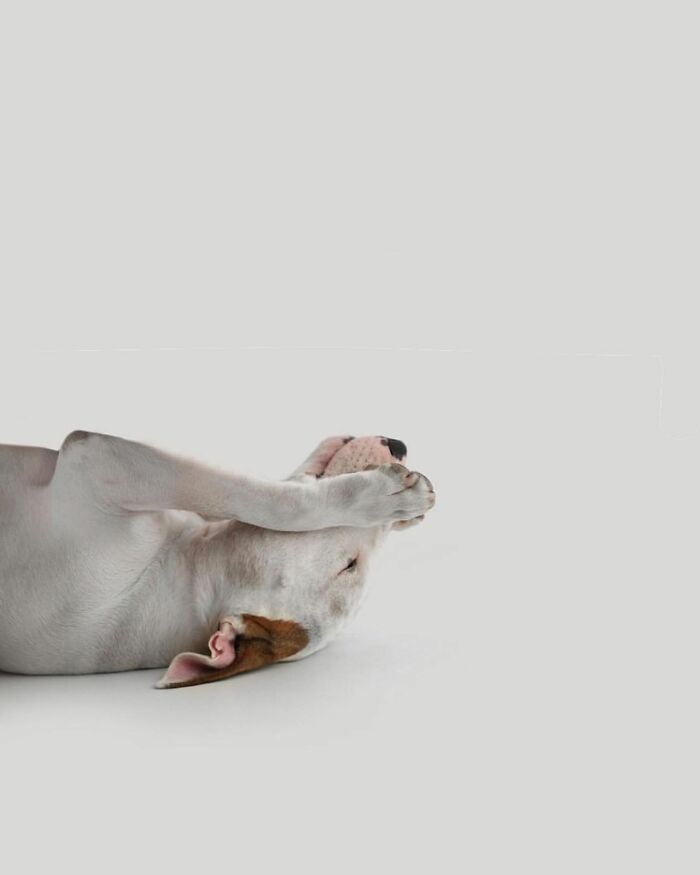 Guy Whose Wife Left Him With Nothing But A Dog Continues To Put Him In Fun Scenarios (47 New Pics)